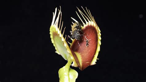 Venus Flytraps Ultra Sensitive Hairs Help Determine If An Insect Is