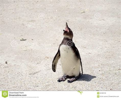Laughing Penguins Stock Image Image Of Banner Africa 62482195