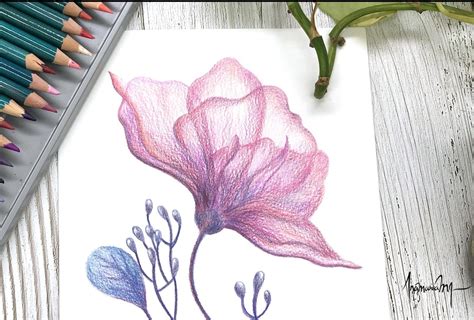 Flower In Colored Pencils Skillshare Student Project