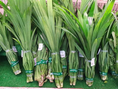 Pandan Leaves Information Recipes And Facts