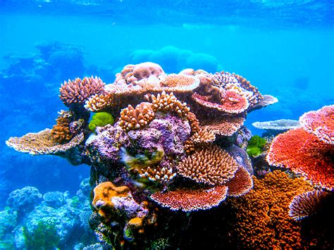 Esa Space For Kids Esa Satellites Spot Coral Reefs In Danger