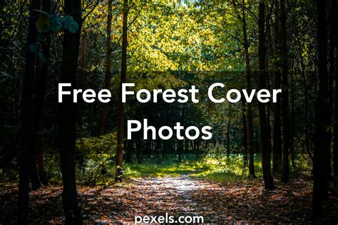 1000 Interesting Forest Cover Photos · Pexels · Free Stock Photos