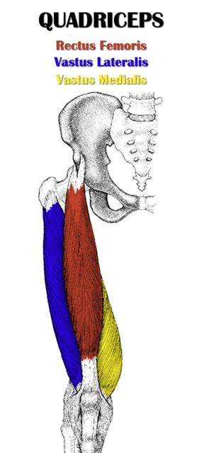 The Definitive Guide To Quadriceps Femoris Anatomy Exercises And Rehab