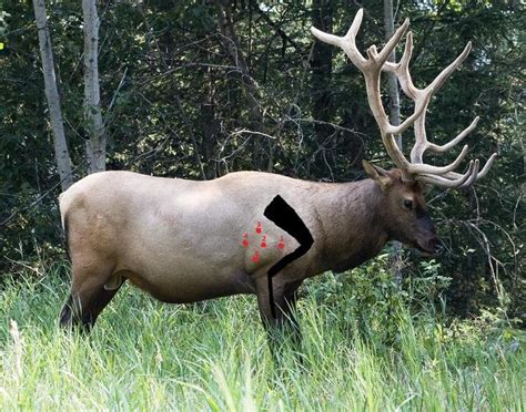 Elk Shot Placement Archery Talk Forum