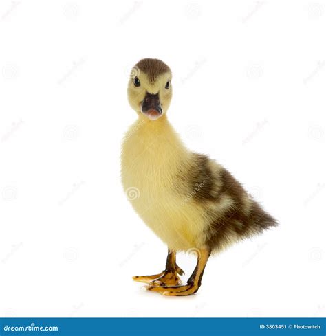 Brown Duckling Stock Image Image Of Geese Funny Duck 3803451