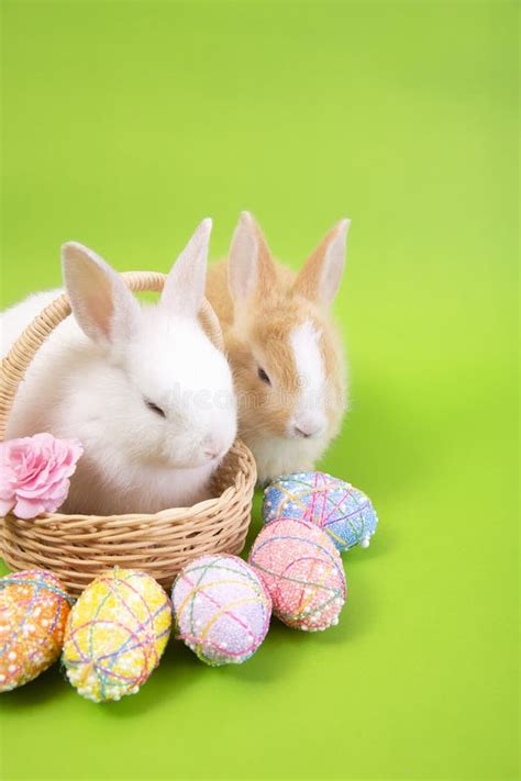 Happy Easter Eggs Collection Cute White Rabbit Bunny And Brown Rabbit