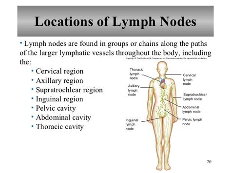 Chapter 16 Lymphatic System And Immunity