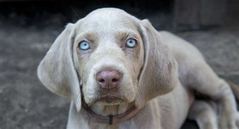 What Is The Breed Of Weimaraner