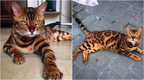 Thor A Gorgeous Bengal Cat With Purrfect Markings Colored By Nature