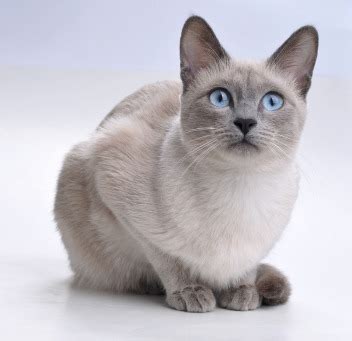 Photo lilac point siamese cat can be used for personal and commercial purposes according to the conditions. Siamese cats?