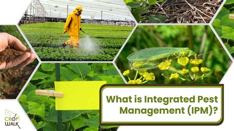 What Is Integrated Pest Management Ipm