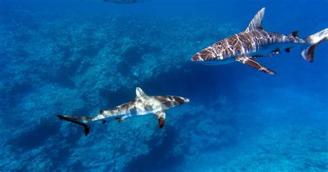 En Nouvelle Calédonie La Justice Interdit Les Campagnes D’abattage De Requins Libération