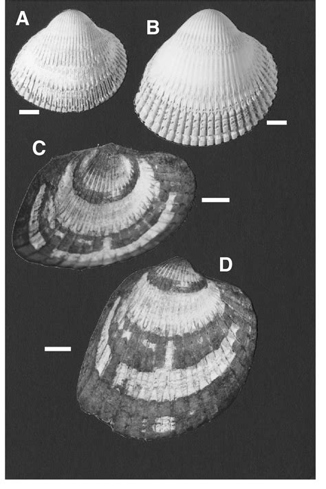 Figure 1 From Phylogeny Of Cardiid Bivalvescockles And Giant Clams