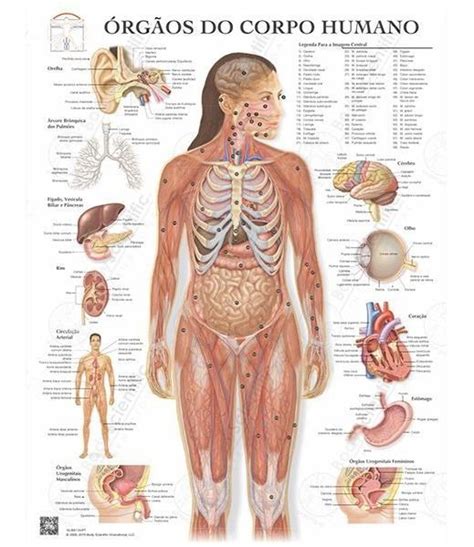 Poster Órgãos Do Corpo Humano R em Mercado Livre