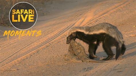 Honey Badger Animal Profile Traits Facts Attack Mammal Age