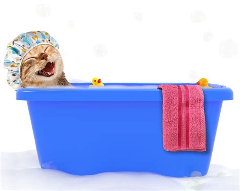 How To Bathe A Cat Veterinarian In Johns Creek Ga