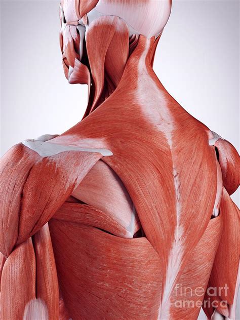 Illustration Of The Upper Back Muscles Photograph By Sebastian Kaulitzki Science Photo Library