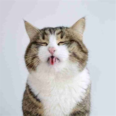 Why Do Cats Stick Their Tongues Out