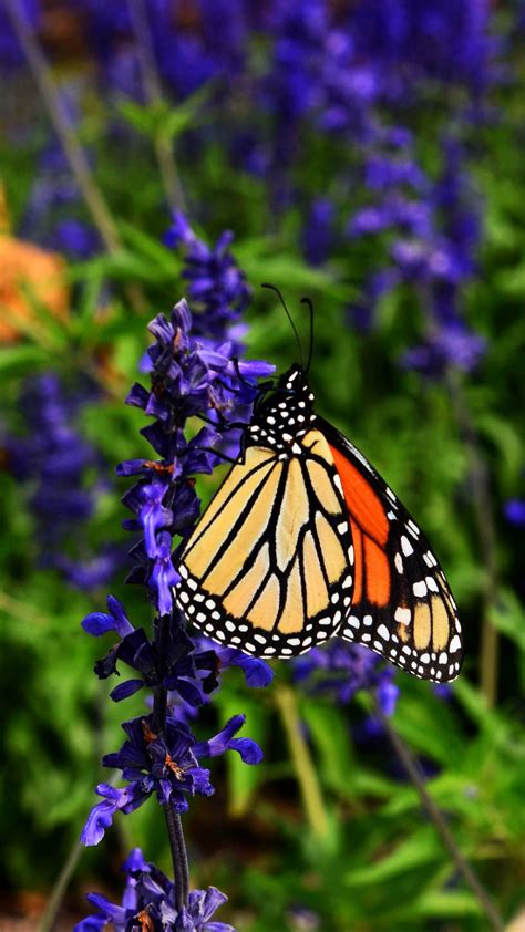 Download Wallpaper 1350x2400 Monarch Butterfly Butterfly Pattern
