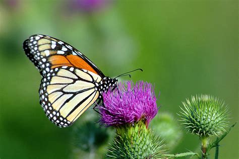 Monarch Butterfly On Thistle Photograph By Joanna Patterson Fine Art
