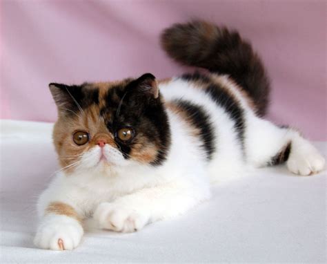 Exotic Shorthair Cat Kitten