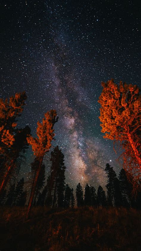 Download Wallpaper 1080x1920 Trees Starry Sky Night Nature Dark
