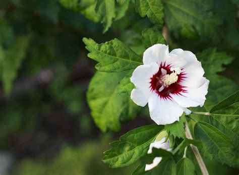 17 Great Flowering Trees For Residential Landscaping