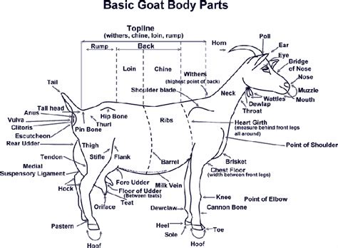 goat leg anatomy