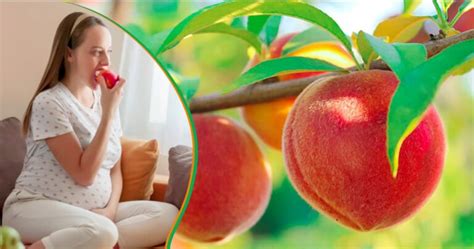 Peaches During Pregnancy Grow Ferti