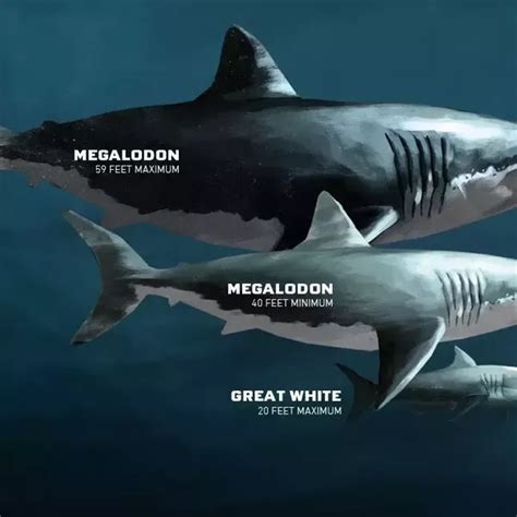 Megalodon Compared To A Human