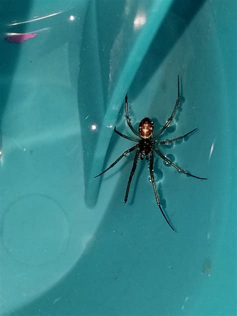 Is This A Male Black Widow Location Grand Junction Colorado Spiders