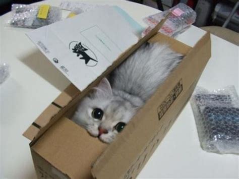 Cat In A Box Teh Cute
