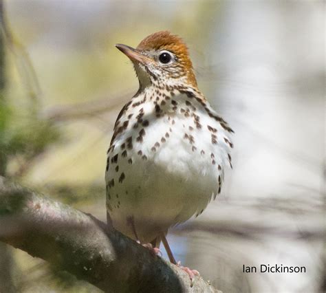 Wood Thrush South Shore Joint Initiative