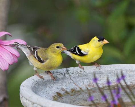 American Goldfinch Facts Habitat Diet Life Cycle Pictures