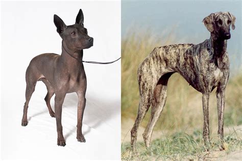 Two New Dog Breeds Join The American Kennel Club Time