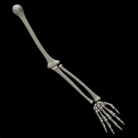 · brachialis, brachio, and brachii pertain to the upper arm. human skeletal arm 3d model