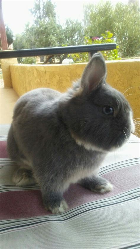 Marissas Netherland Dwarf Blue Eyed Blue Otter Bunny Cutest Rabbit