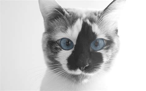 Funny Cat Face Hd Hd Desktop Wallpapers 4k Hd
