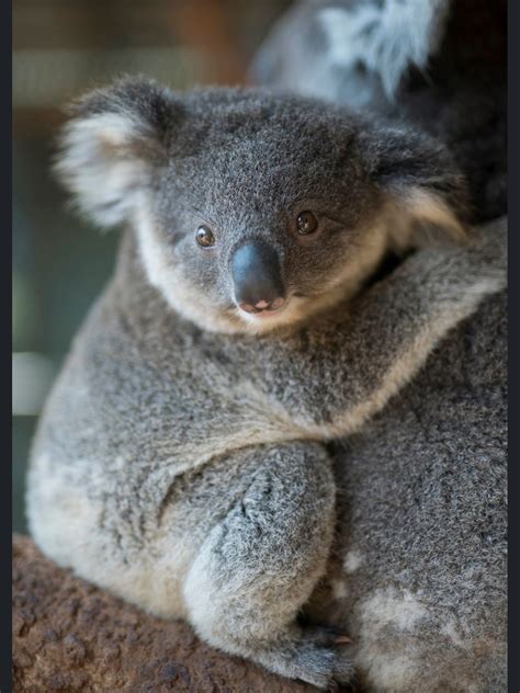 Pin By Olja Šipka On Koala Koala Baby Animals Cute Animals