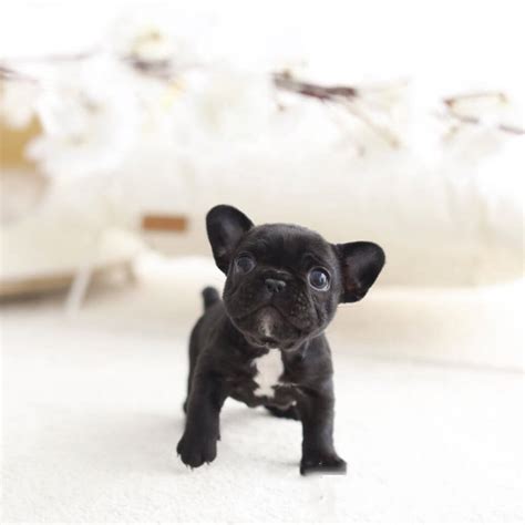 Teacup french bulldogs make perfect companion dogs because of their ability to love and be loyal quickly. Bobby Black Teacup French Bulldog - Tiny Teacup Pups