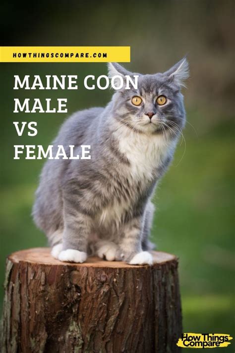 Maine Coon Male Vs Female What Is The Difference