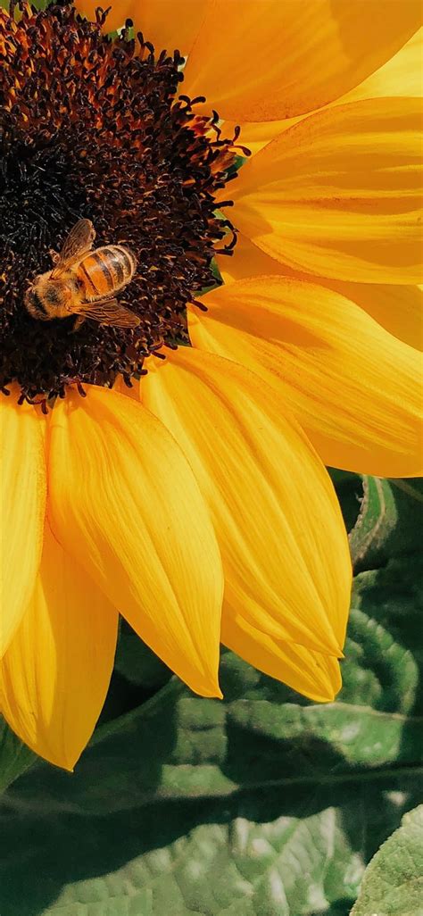 Honey Bee Perched On Yellow Sunflower In Closeup P Iphone 11 Hd Phone