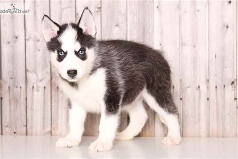 Check out the winning pups here! Husky Puppies For Sale In Columbus Ohio | PETSIDI