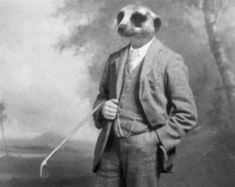 Funny Animal Photography Meerkat In A Suit 5x7 Print Etsy