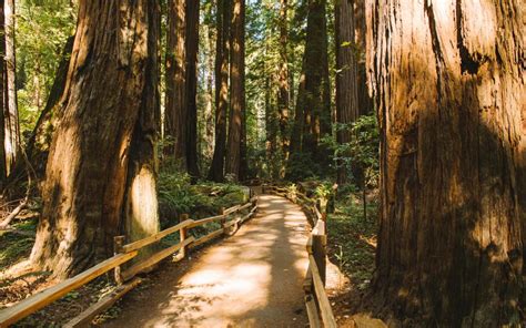 Redwood Trees Forest Muir Woods Path Trail Hd Wallpaper Nature And