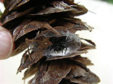 Adventures Of A Pine Cone Spider Collector 10 Jul 2015 Wynoochee River
