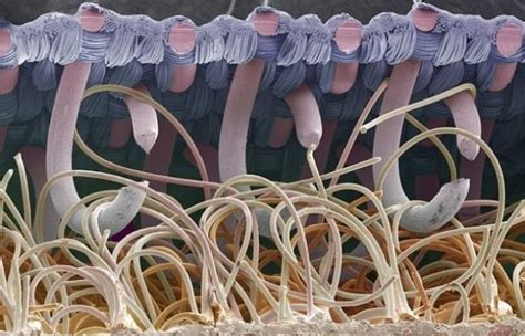 25 Amazing Photos Of Everyday Objects Magnified Under A Microscope