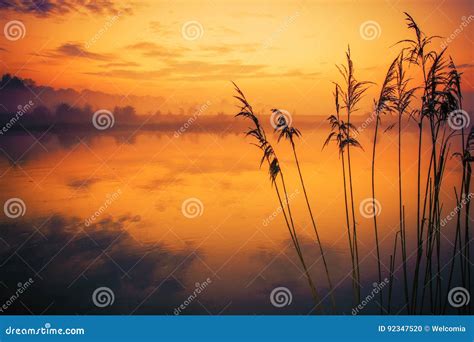 River Reeds Sunset Scenery Stock Photo Image Of Plants 92347520