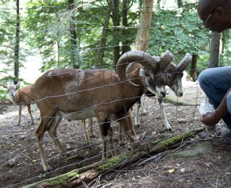 Mouflon Sheep Roast In The Bavarian Forest A Travel For Taste