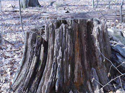 Decaying Tree Stump Tree Stump Tree Stumped